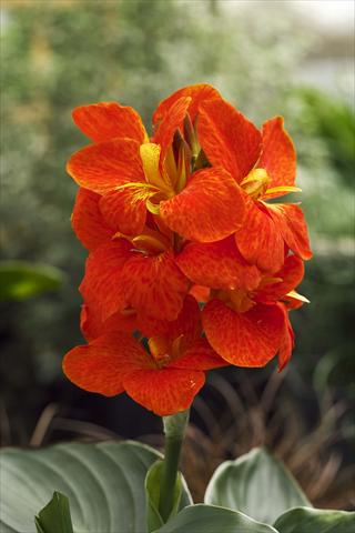 Photo de variété de fleurs à utiliser comme: Pot et Plante à massif Canna hybrida South Pacific Scarlet