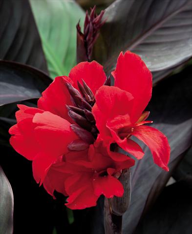 Photo de variété de fleurs à utiliser comme: Pot Canna hybrida Cannova Scarlet Bronze Leaf