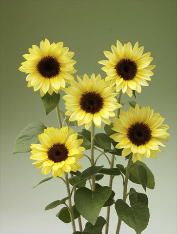 Photo de variété de fleurs à utiliser comme: Pot et Plante à massif Helianthus annuus Sunrich Limoncello Summer