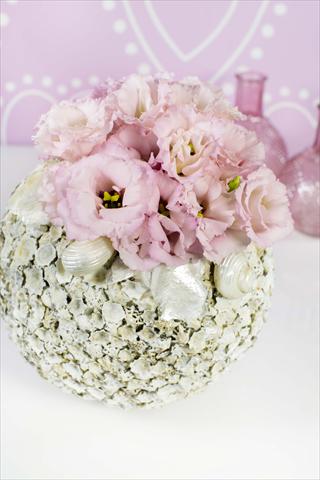 Photo de variété de fleurs à utiliser comme: Pot Lisianthus (Eustoma grandiflorum) Corelli Light Pink