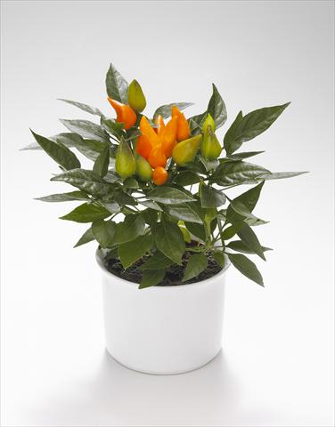 Photo de variété de fleurs à utiliser comme: Suspension / pot Capsicum annuum Calypso Orange