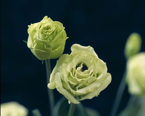 Photo de variété de fleurs à utiliser comme: Pot Lisianthus (Eustoma grandiflorum) Croma I Green