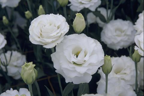 Photo de variété de fleurs à utiliser comme: Pot Lisianthus (Eustoma grandiflorum) Croma III Silky White