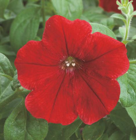 Photo de variété de fleurs à utiliser comme: Pot et Plante à massif Petunia hybrida Opera Supreme Red