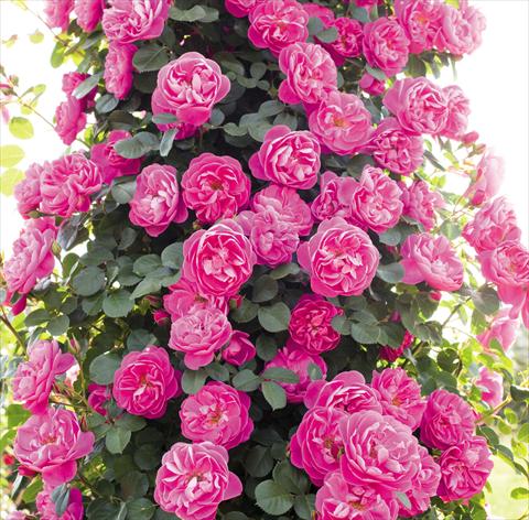 Photo de variété de fleurs à utiliser comme: Pot et Plante à massif Rosa rampicante Allegro
