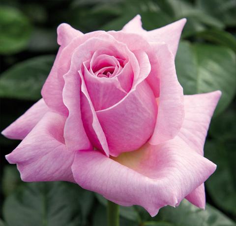 Photo de variété de fleurs à utiliser comme: Pot et Plante à massif Rosa floribunda Pink Eureka