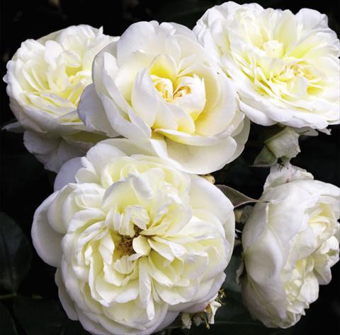 Photo de variété de fleurs à utiliser comme: Pot et Plante à massif Rosa floribunda Lady Romantica