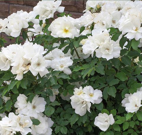 Photo de variété de fleurs à utiliser comme: Pot et Plante à massif Rosa paesaggistica White Knock Out®
