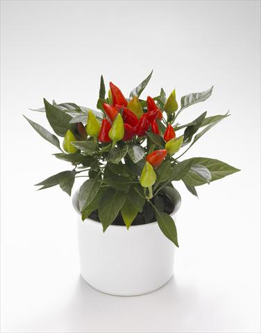 Photo de variété de fleurs à utiliser comme: Suspension / pot Capsicum annuum Calypso Red