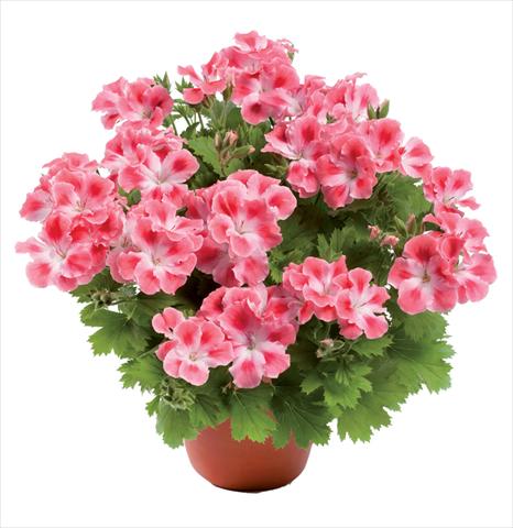 Photo de variété de fleurs à utiliser comme: Pot Pelargonium grandiflorum pac® Candy Flowers Pink Cloud