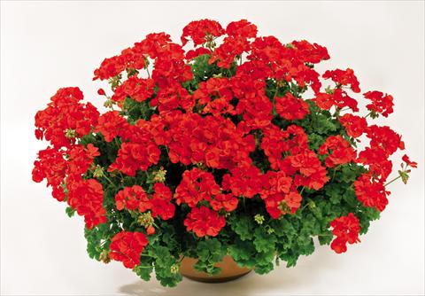 Photo de variété de fleurs à utiliser comme: Pot Pelargonium interspec. pac® TWOinONE Scarlet
