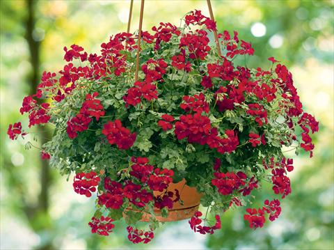 Photo de variété de fleurs à utiliser comme: Suspension / pot Pelargonium peltatum pac® Happy Face Dark Red