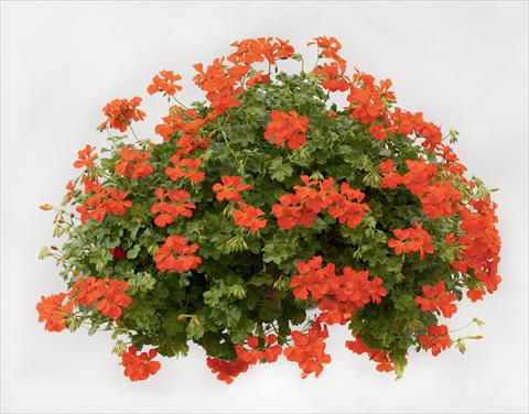 Photo de variété de fleurs à utiliser comme: Suspension / pot Pelargonium peltatum pac® Happy Face Orange