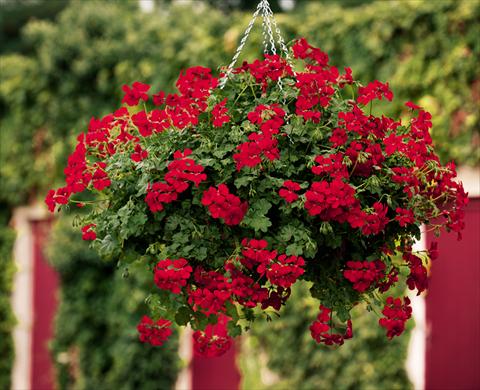 Photo de variété de fleurs à utiliser comme: Suspension / pot Pelargonium peltatum pac® Happy Face Red