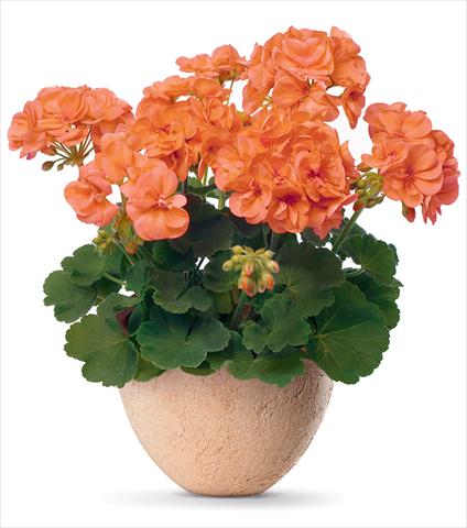 Photo de variété de fleurs à utiliser comme: Pot Pelargonium zonale pac® Stefanie