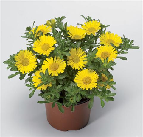 Photo de variété de fleurs à utiliser comme: Pot Asteriscus maritimus Aurelia Sun