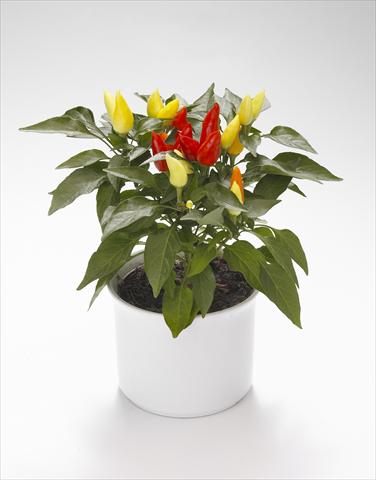 Photo de variété de fleurs à utiliser comme: Suspension / pot Capsicum annuum Calypso Yellow-Red