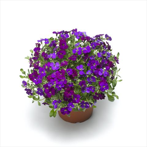 Photo de variété de fleurs à utiliser comme: Pot Aubrieta hybrida Audrey Deep Purple Compact