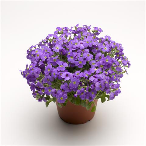 Photo de variété de fleurs à utiliser comme: Pot Aubrieta hybrida Audrey Light Blue