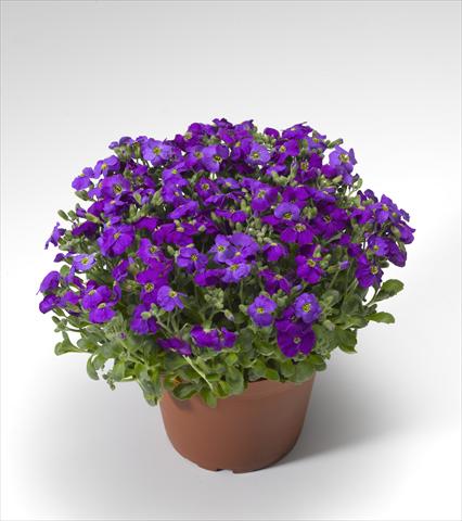Photo de variété de fleurs à utiliser comme: Pot Aubrieta hybrida Audrey Deep Blue Shades