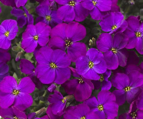 Photo de variété de fleurs à utiliser comme: Pot Aubrieta hybrida Audrey Purple Shades