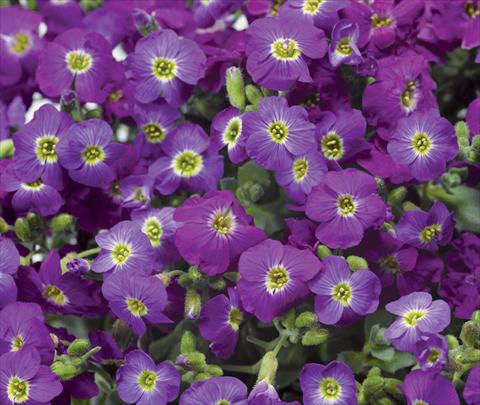 Photo de variété de fleurs à utiliser comme: Pot et Plante à massif Aubrieta hybrida Axcent Violet with Eye Improved