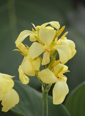Photo de variété de fleurs à utiliser comme: Pot Canna hybrida Cannova Exp Lemon