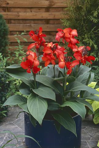 Photo de variété de fleurs à utiliser comme: Pot Canna hybrida Cannova Red Shades