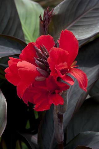 Photo de variété de fleurs à utiliser comme: Pot Canna hybrida Cannova Scarlet Bronze Leaf