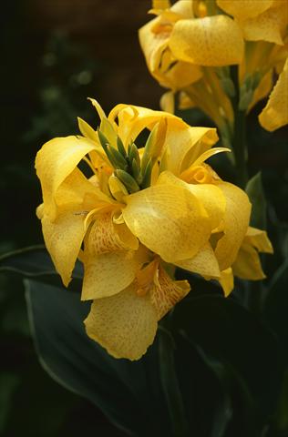 Photo de variété de fleurs à utiliser comme: Pot Canna hybrida Cannova Yellow L