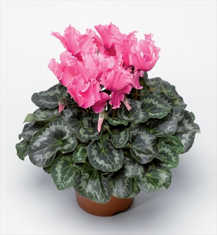 Photo de variété de fleurs à utiliser comme: Pot Cyclamen persicum Friller Pink
