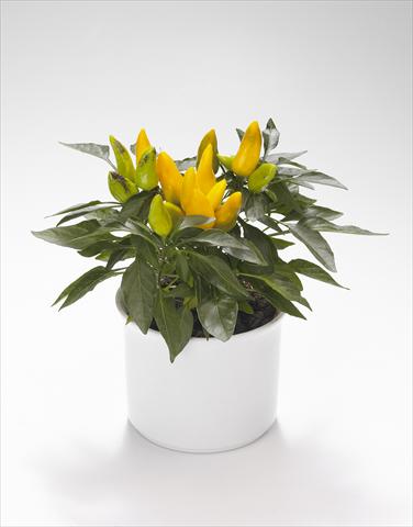 Photo de variété de fleurs à utiliser comme: Suspension / pot Capsicum annuum Calypso Yellow