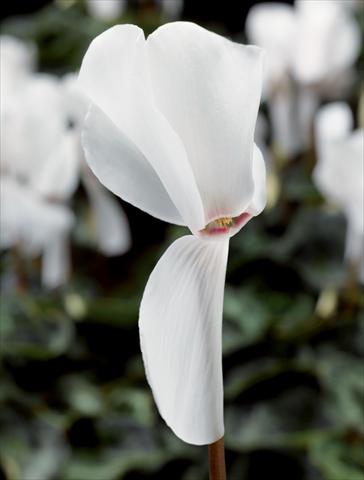 Photo de variété de fleurs à utiliser comme: Pot Cyclamen persicum Perfetto Pure White F1