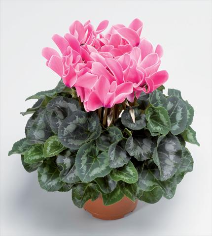 Photo de variété de fleurs à utiliser comme: Pot Cyclamen persicum Perfetto Rose Flame F1