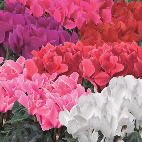 Photo de variété de fleurs à utiliser comme: Pot Cyclamen persicum Perfetto Synchro Mix F1