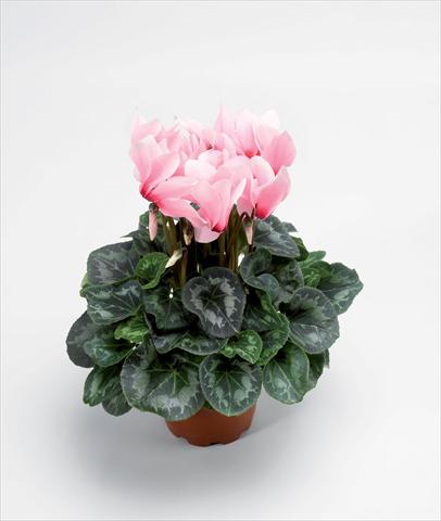 Photo de variété de fleurs à utiliser comme: Pot Cyclamen persicum Rainier Light Pink With Eye Improved