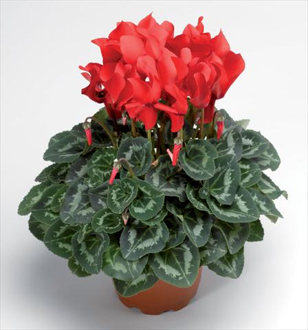 Photo de variété de fleurs à utiliser comme: Pot Cyclamen persicum Sierra Synchro Scarlet South F1