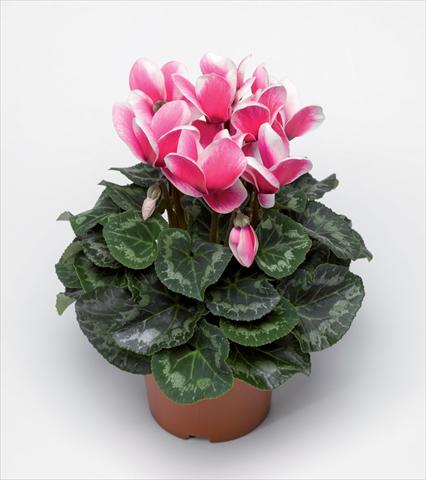 Photo de variété de fleurs à utiliser comme: Pot Cyclamen persicum Snowridge Maxi Rose