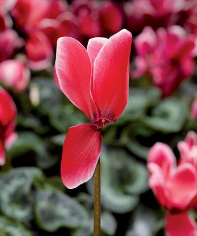 Photo de variété de fleurs à utiliser comme: Pot Cyclamen persicum Snowridge Maxi Scarlet