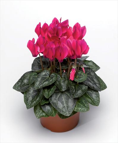 Photo de variété de fleurs à utiliser comme: Pot Cyclamen persicum Winfall Deep Rose