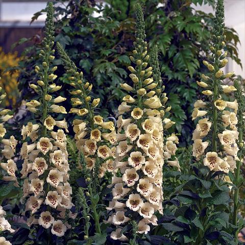 Photo de variété de fleurs à utiliser comme: Pot et Plante à massif Digitalis purpurea Virtuoso Cream