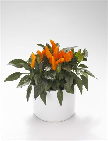 Photo de variété de fleurs à utiliser comme: Suspension / pot Capsicum annuum Favorit Orange