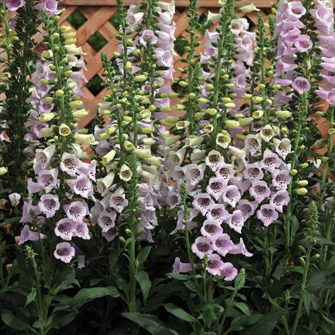 Photo de variété de fleurs à utiliser comme: Pot et Plante à massif Digitalis purpurea Virtuoso Lavender