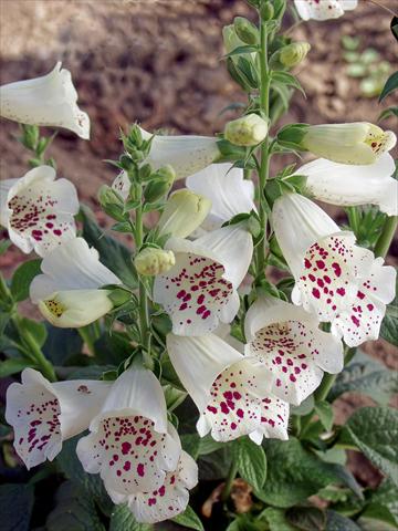 Photo de variété de fleurs à utiliser comme: Pot Digitalis purpurea Virtuoso White