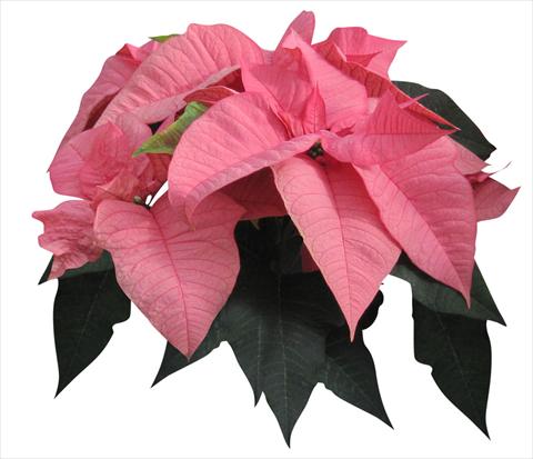 Photo de variété de fleurs à utiliser comme: Pot Poinsettia - Euphorbia pulcherrima Titan Pink