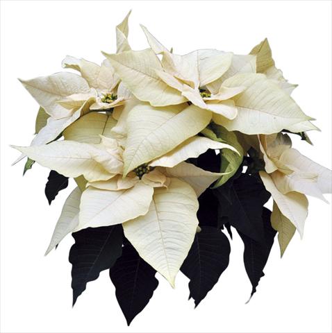 Photo de variété de fleurs à utiliser comme: Pot Poinsettia - Euphorbia pulcherrima Titan White