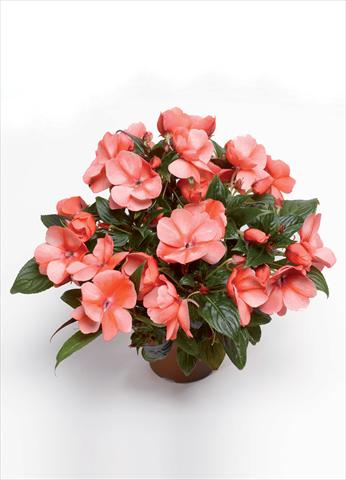 photo of flower to be used as: Pot and bedding Impatiens hawkerii Florific Sweet Orange