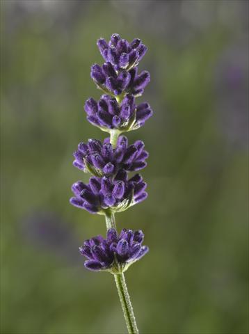 Photo de variété de fleurs à utiliser comme: Pot et Plante à massif Lavandula angustifolia Aromatico Blue Compact
