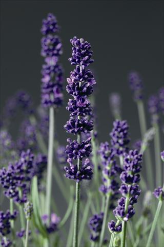 Photo de variété de fleurs à utiliser comme: Pot et Plante à massif Lavandula angustifolia Aromatico Blue Lablusa