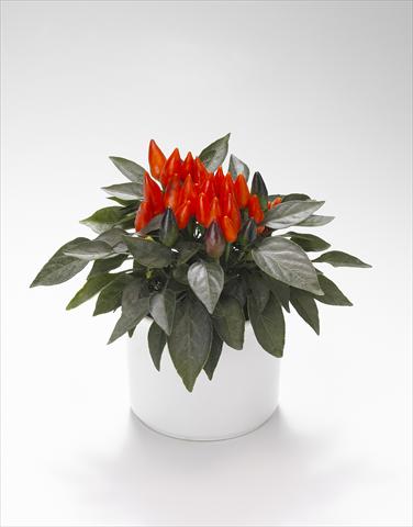 Photo de variété de fleurs à utiliser comme: Suspension / pot Capsicum annuum Favorit Red